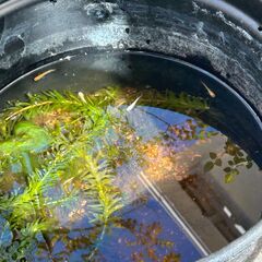飼っていたメダカとメダカを飼っている鉢をお譲りしますの画像