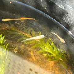 飼っていたメダカとメダカを飼っている鉢をお譲りします