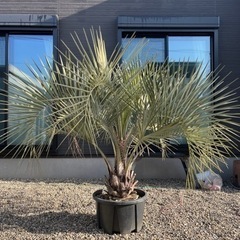 ココスヤシ　(幹太)の画像