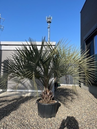 ココスヤシ　(幹太)