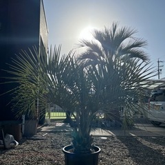 ココスヤシ　(幹太)の画像