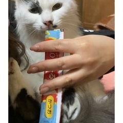 多頭飼育崩壊レスキュー　ブチ子　メス