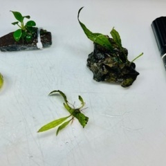 小さいアヌビアス・ミクロソリウム