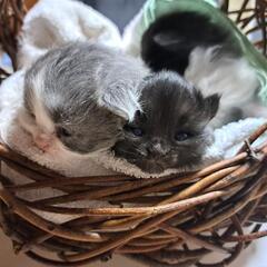【一時募集停止します※追記あり】長毛の子猫さん差し上げます