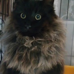 マフラー巻いてるみたいな猫　すばるくん
