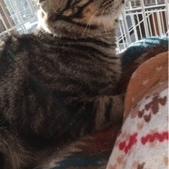 アメショー模様の男の子 - 猫