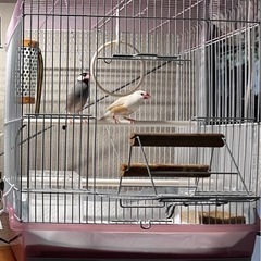 鳥かご バードケージ