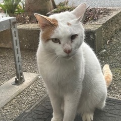 水橋　迷い猫保護しています。