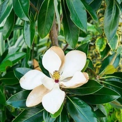 マグノリア=タイサンボク 昔ながらの紫陽花などの苗木を譲ってください♪
