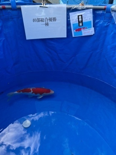 錦鯉　紅白　品評会用　最終値下げ