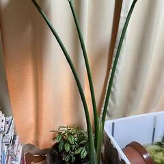 観葉植物差し上げます。ストレリチア・ピレア　カディエレイ