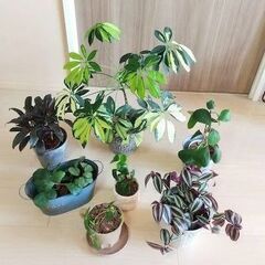 観葉植物７点セット◎鉢付き