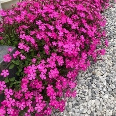 春の花苗（シレネ・ピンクパンサー) 5ポット500円の画像