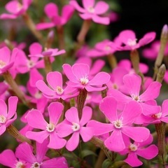 春の花苗（シレネ・ピンクパンサー) 5ポット500円の画像