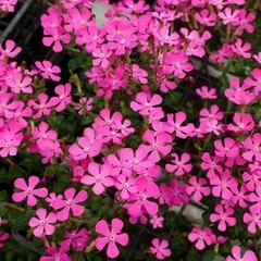 春の花苗（シレネ・ピンクパンサー) 5ポット500円