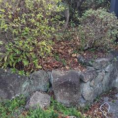 庭石差し上げます‼️の画像