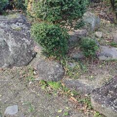 庭石差し上げます‼️の画像