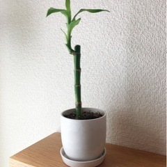 観葉植物　ミリオンバンブー　25cm　白いおしゃれな2号の鉢と受...