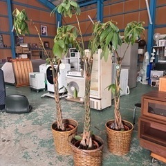 パキラ☆観葉植物☆2つまとめて☆税込☆