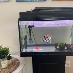 熱帯魚、水槽セット【横浜市】