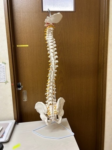 骨の模型