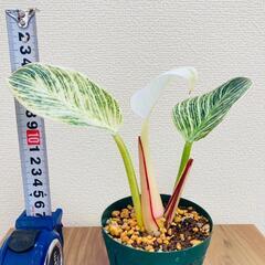 【観葉植物】フィロデンドロン・バーキン（3号スリット鉢つき）