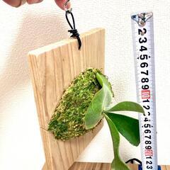 【ビカクシダなど着生植物用】杉板5枚（吊るすためのワイヤーとS字フック付き）の画像