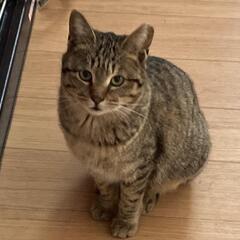 里親さまの募集です