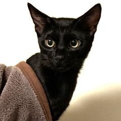 三つ子の里親募集をしています