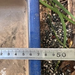 盆栽鉢　寄せ植え　（海鼠）の画像