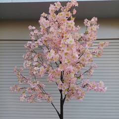  桜ツリー さくら オブジェ 置き物 店舗 インテリア 店舗 お店 装飾の画像