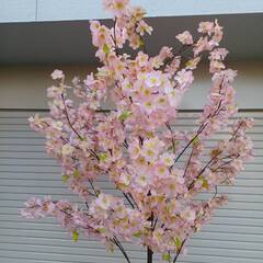  桜ツリー さくら オブジェ 置き物 店舗 インテリア 店舗 お店 装飾の画像