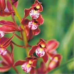 キンリョウヘンの花をさがしてます。