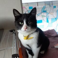 赤平にトライアル🐱あんこちゃんです。