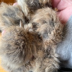 ラビットファー  もこもこの画像