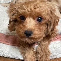 【一旦中止】　マルプーの仔犬　仔犬らしさ満載のネロ