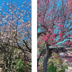 優しいヨガで心とカラダをリフレッシュ「お寺でヨガ」の画像