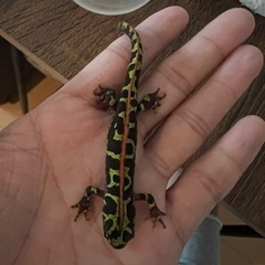 マダライモリ2匹の画像