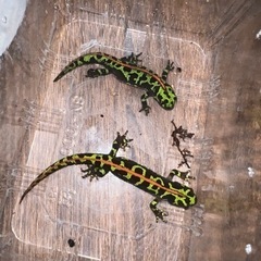マダライモリ2匹の画像