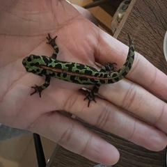 マダライモリ2匹の画像
