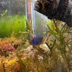 【取引中】海水水槽、生体とソフトコーラルの画像