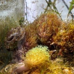 【取引中】海水水槽、生体とソフトコーラルの画像
