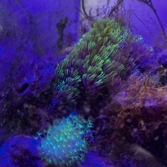 【取引中】海水水槽、生体とソフトコーラル