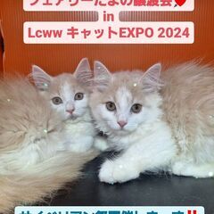 ねこちゃん達のお見合い(⋈◍＞◡＜◍)。✧♡ (譲渡会・里親会）第9回