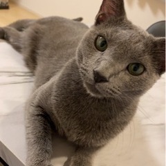 ロシアンブルー2才6ヶ月ウニくん！