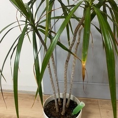 観葉植物　ドラセナの画像