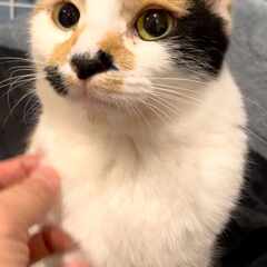 in瀬戸市☆瀬戸会場ラスト開催☆2会場同日の子猫もいる大祭り！☆...