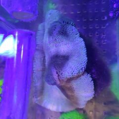 サンゴ イボハタゴイソギンチャク