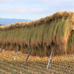 乾燥もみ殻　残り少なくなりました　籾殻　家庭菜園　土壌改善　ふかふかの土　野菜作り　の画像