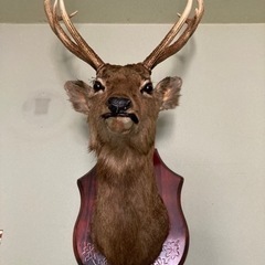 鹿の剥製の画像